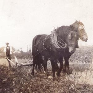 1940s Moulton Manor farm Mr Turner with his horses 6