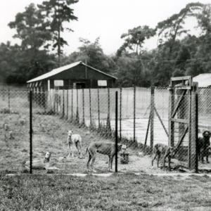 1950 Lanwades Park Animal Health Trust 13646